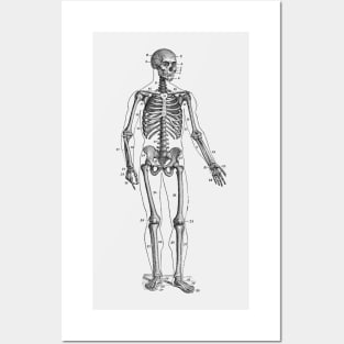 Forward Facing Skeletal Diagram - Vintage Anatomy Posters and Art